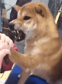 |搞笑GIF段子:我想问问,我们这里是观众席吗