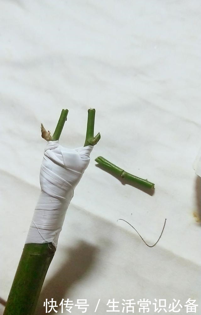 普通的月季苗，他养2年，变成一棵大花树，咋做到的！