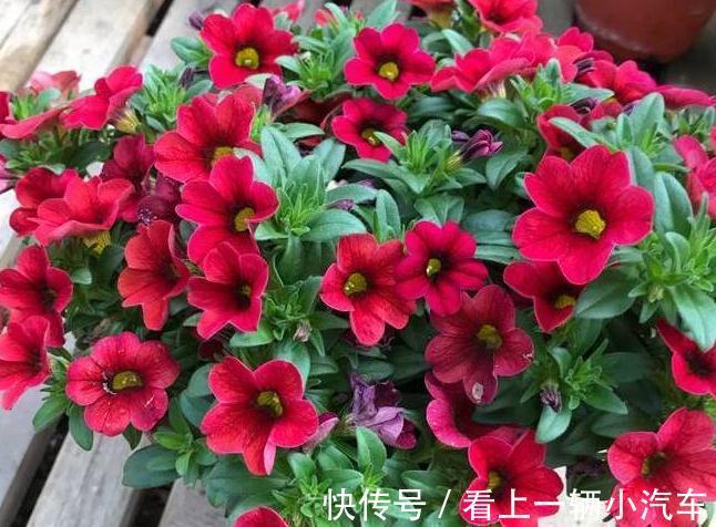冬季阳台养3种花,花期长,花朵大,数量多,轻松开爆盆