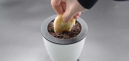 盆栽|芒果核扔掉可惜了,这个用途懂的人还不多,早点知道就好了