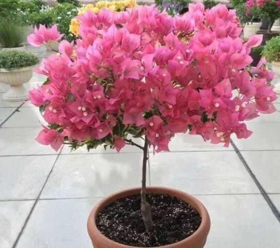 一鸣惊人的5种树桩盆景，好看还不贵，养家里奢华显档次!