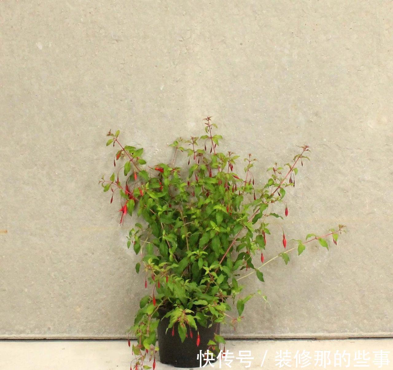 倒挂金钟|刚买的倒挂金钟盆栽如何服盆,怎么才能让它安全度夏?