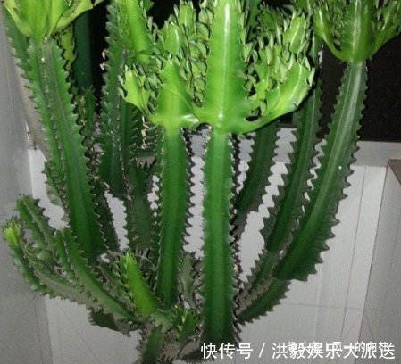 这3种绿植好看又耐活,寓意“招财接福”,养在家里还能“镇宅”