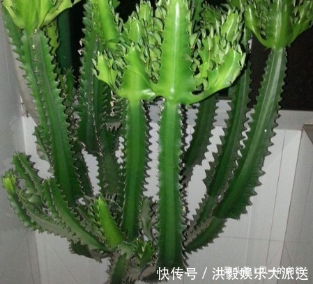 这3种绿植好看又耐活，寓意“招财接福”，养在家里还能“镇宅”