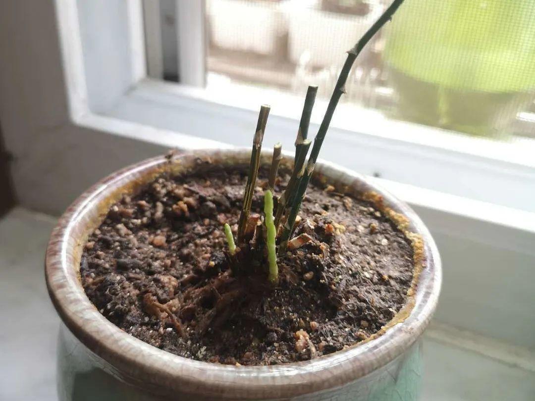 叶子|20种花，天凉了赶紧剪，来年开花有多又艳！