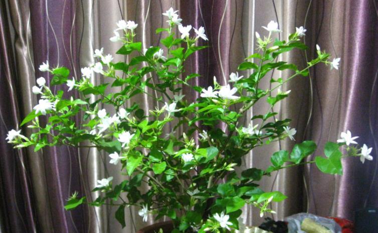 盆栽|这3种“香喷喷”的植物，值得居家盆栽，把控好细节长得旺