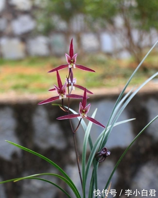这款兰花“厉害”了，古香古色，冬季养正合适，左邻右舍都说好