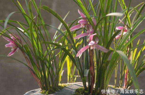 卧室養花不了解這些,隨意盆栽可能會引發失眠、沒精神、一身病