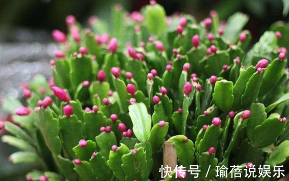 花朵|蟹爪兰叶薄不开花1个“小方法”,叶片肥厚,花朵开满盆!