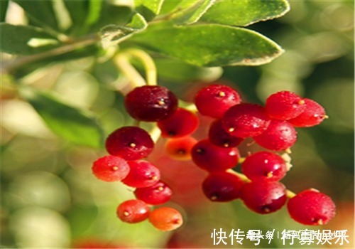 白刺果|想长寿要多吃4种食物,排毒养颜、延缓衰老,排除毒素,净化血液