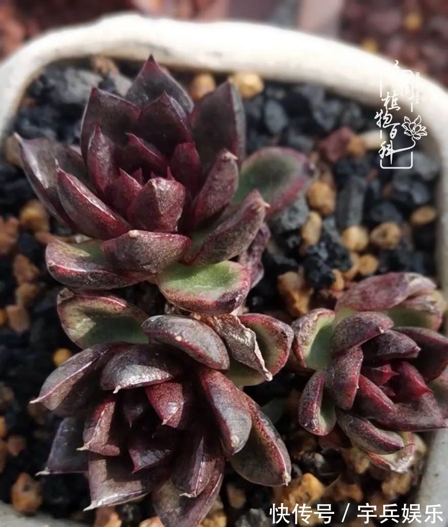 多肉植物|养多肉三年多九万里悟道,终归诗酒田园!