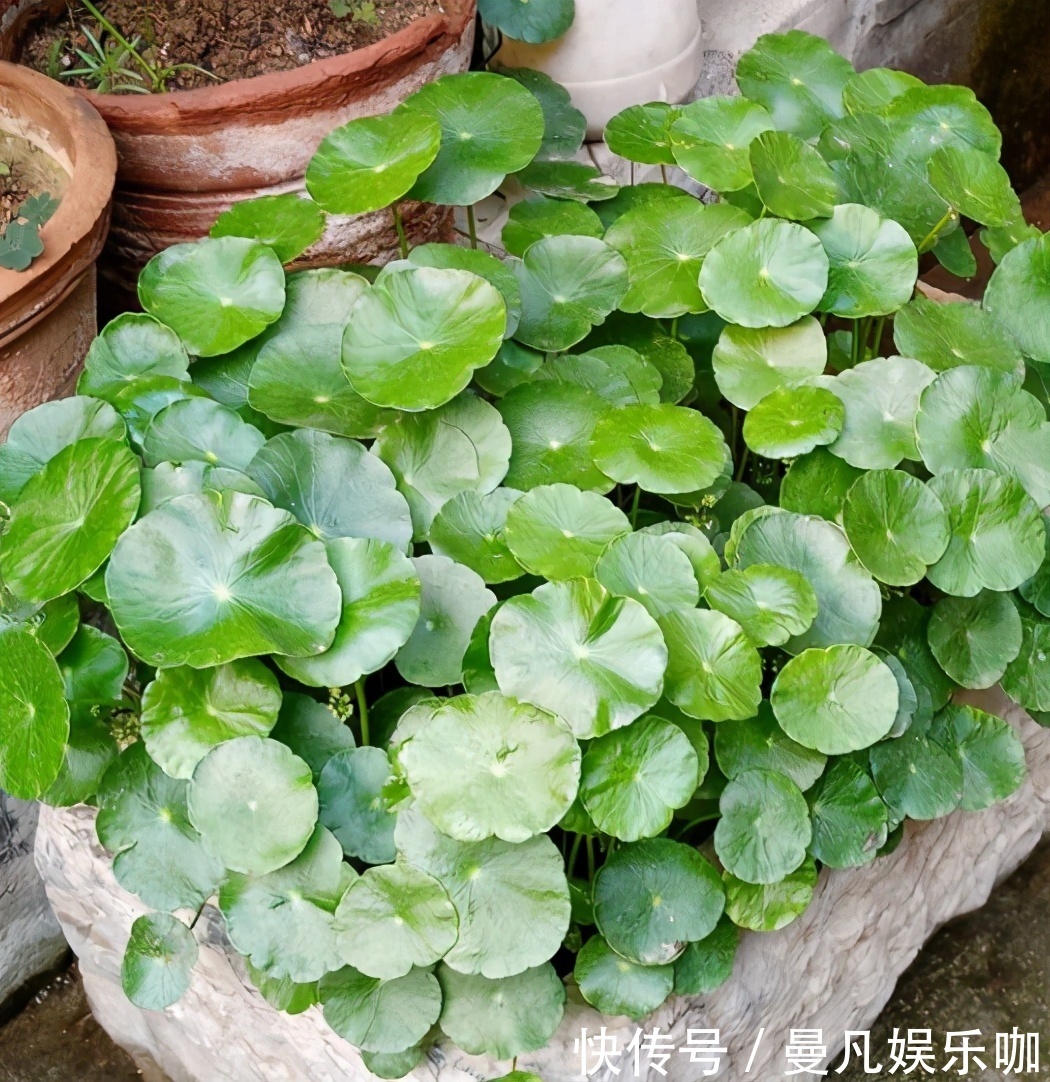 新芽|如果养着7种花，温度高及时“打顶”，这样才能枝繁叶茂