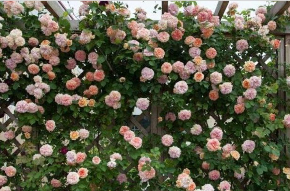 3种花被称为“大美女”，一年四季花开不停，开花量大