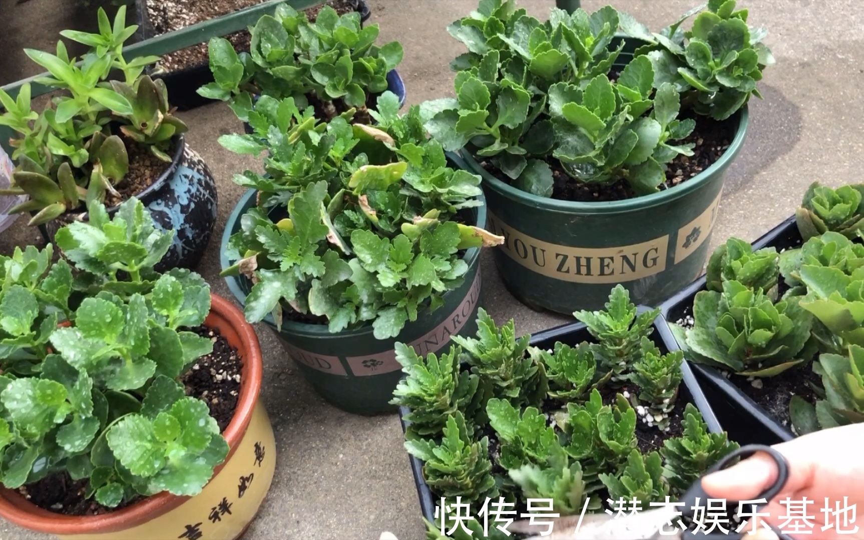6种“漂亮花”，长了就狠剪，舍不得剪害处大，耽误一年开花量