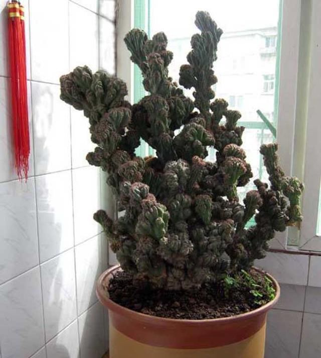 如何保存甜蜜的大气中的登山圈肉花盆这样的话,叶子就绿了