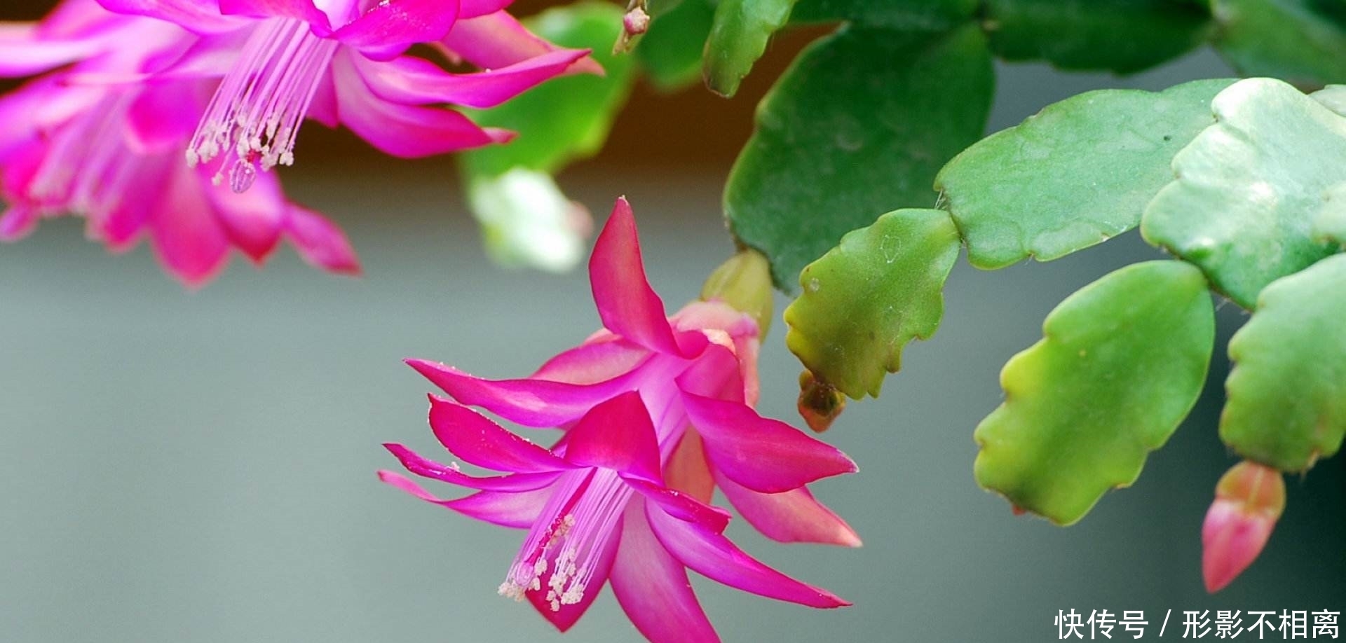 刚买来的蟹爪兰,做好这几点,保准让其蹭蹭长不停