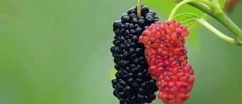 痛经|女性来月经时,身体若没有这3个“表象”,恭喜,卵巢保养的不错