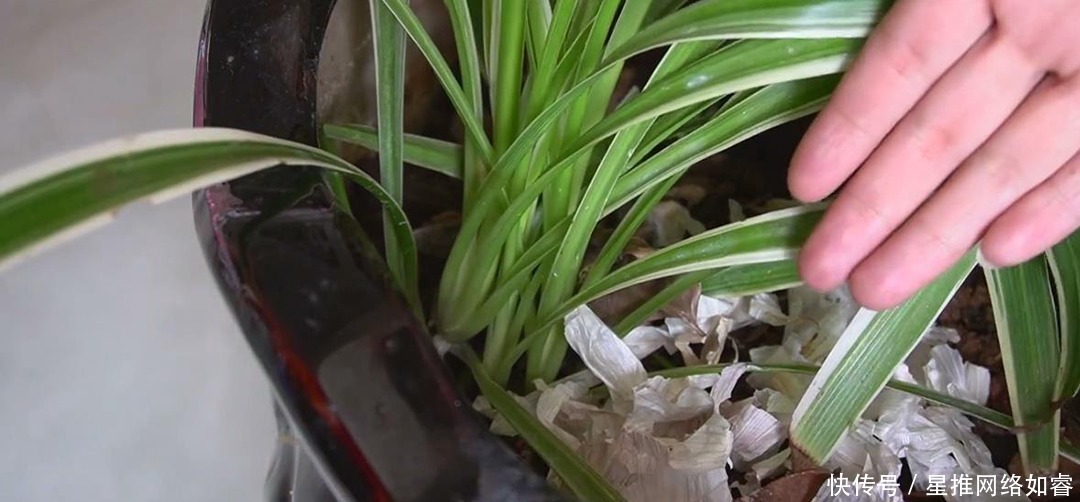 大蒜皮不要扔掉了,几个用途花钱都买不到,真是长见识了