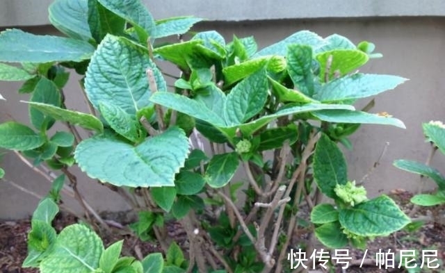 家里养这“4种花”,立春过后要“修剪”,晚了长势弱,影响开花