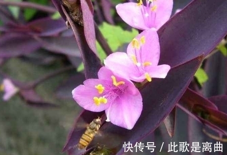 没人要的紫竹梅，也能养出高大上的感觉