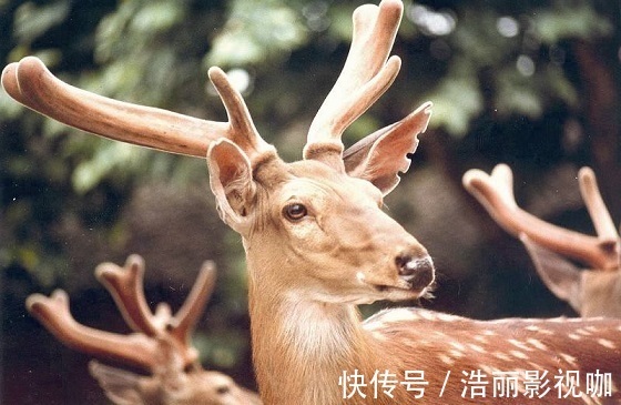 秋葵|天然的“雄激素”找到了，男人没事吃一口，坚持10天，肾越来越好