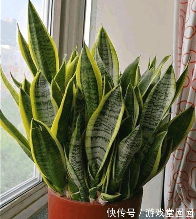 虎皮兰有“3喜2怕”，难怪不爱长新芽，现在纠正也不晚