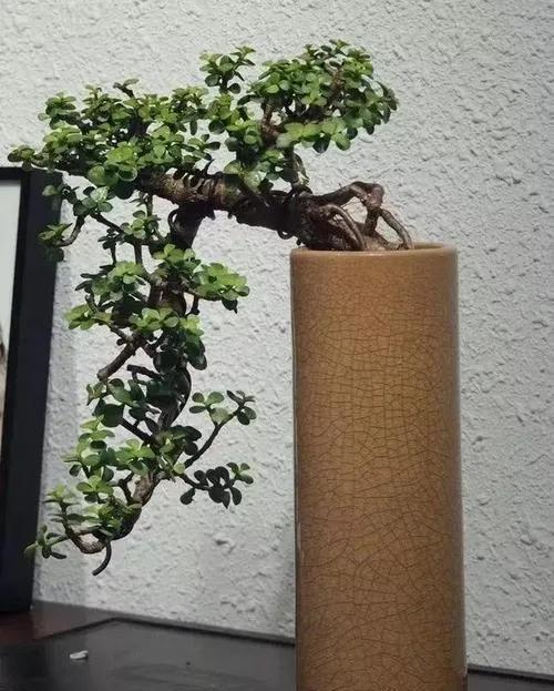 此种植物最适合做盆景,如何营造它的美感