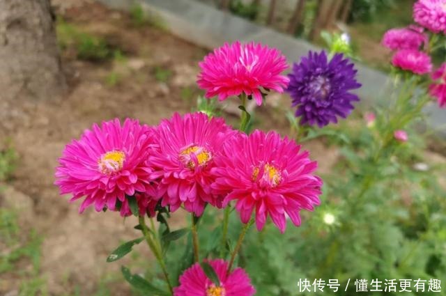 比月季还美的花，开花一大把，秋天正是欣赏季节！