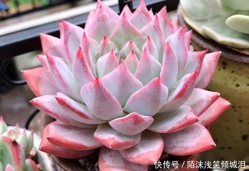 多肉翻盆后如何养护要点都在这里了，学会了顺利服盆！