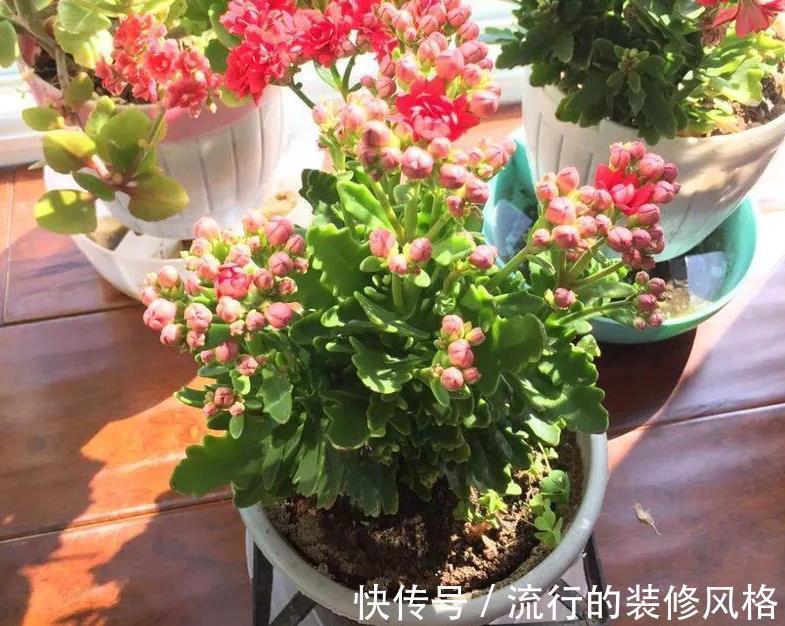 水溶肥|天热养长寿花,盆栽慎重这4点,不黑腐不化水,9月呼呼开花