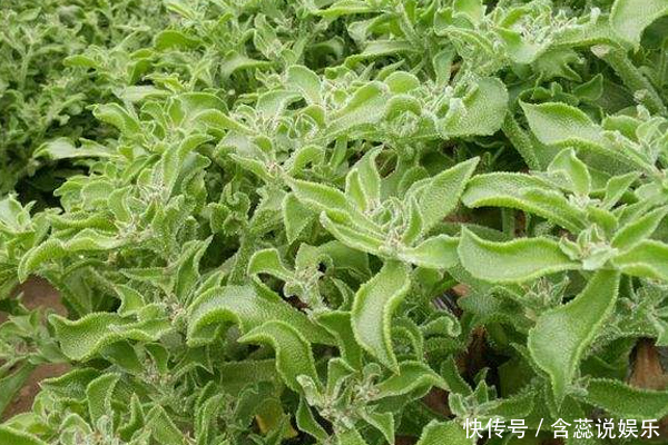 色斑|女人满脸皱纹怎么办坚持吃此“美容菜”，去除皱纹、淡化色斑