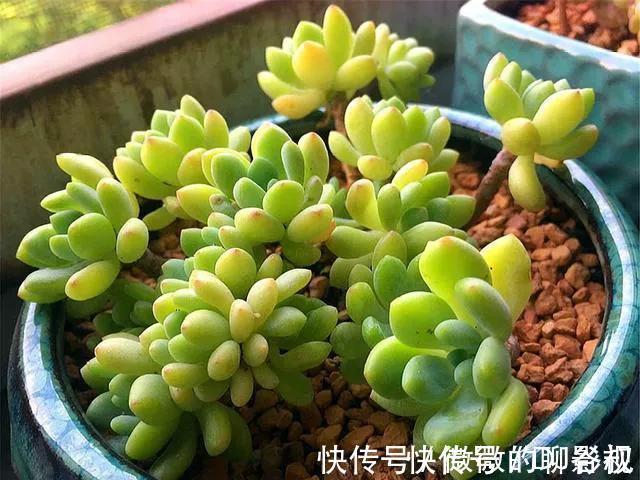 植株|多肉中的高端货,甜美又可爱,浑身散发糖果香,你喜欢吗