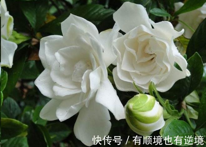 月季花杜鹃花栀子花总是养不活教你一招，连开3个月！