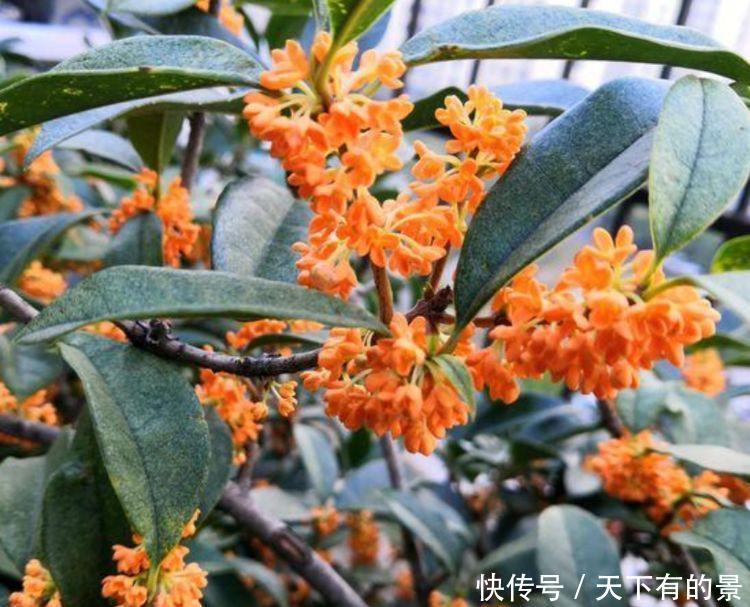 养花不妨养此四款花，开花量大，花开枝繁叶茂，美极了