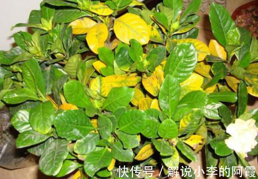 养栀子花缺了这三样,黄叶掉花苞,及时改善,叶绿根壮花满枝头
