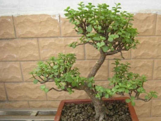 给“马齿苋树”这样“剪几刀”,全株“木质”,根茎强如“钢”