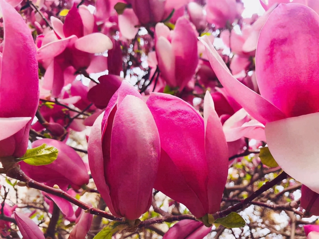 颜值担当|想要打造“高级”花园,春天种上“4种花”,颜值高,爱开花