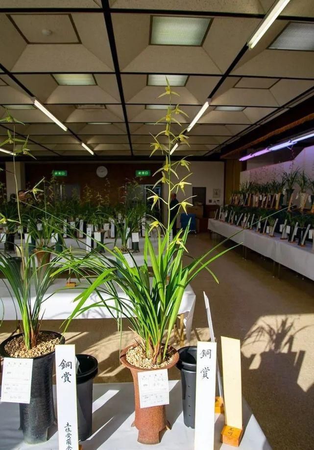 丸姬|日本寒兰欣赏