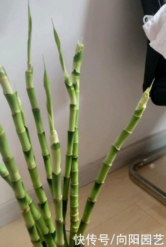 黄叶子|富贵竹不长根，用矿泉水发根，大白根一周长满瓶子，叶子油绿绿