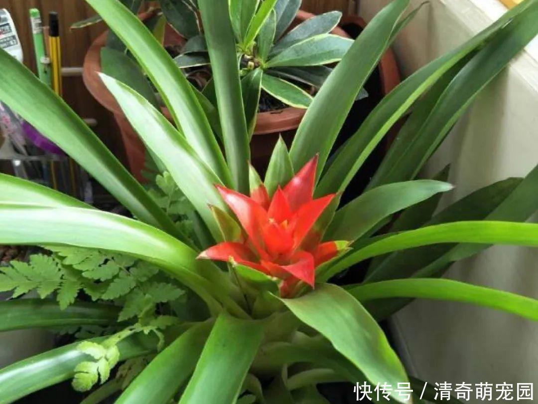 潮湿|超级“喜水”的花,3天不浇水,就离死不远了