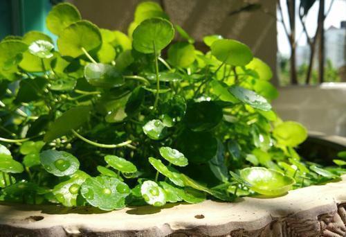 观赏价值|3种漂亮花,种在小盆里,不建议地栽,否则泛滥成灾,根本清不掉