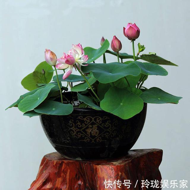 喜欢菊花,不如养盆“名品菊花”秋水红霞,高贵冷艳,芳香四溢!