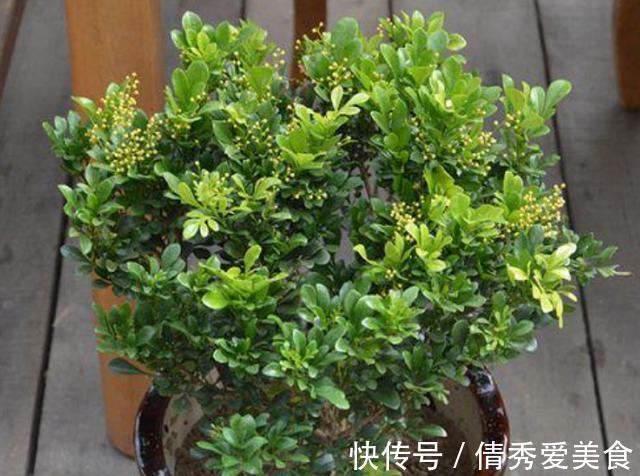 养花高手都在养这6种花,四季开花非常美,最后3种“香味”足