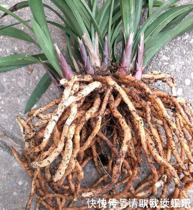 兰花|兰花焦尖,有3原因!这样养护,兰花叶片绿油油,呼呼长得旺!