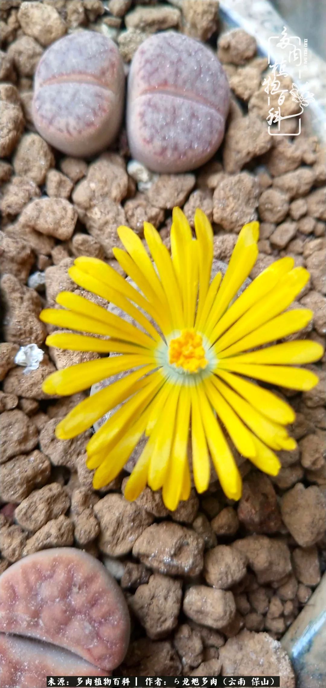 多肉植物|遇见多肉,遇见不一样的你,一养就是10几年!