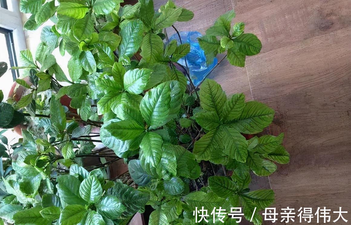见过栀子花玩命开花吗,7天喝一点它,开得惊艳,美哭