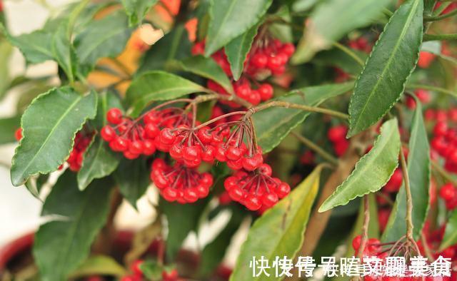 发黄|腊月不可错过的5种富贵花，随便养一盆，富贵上门来