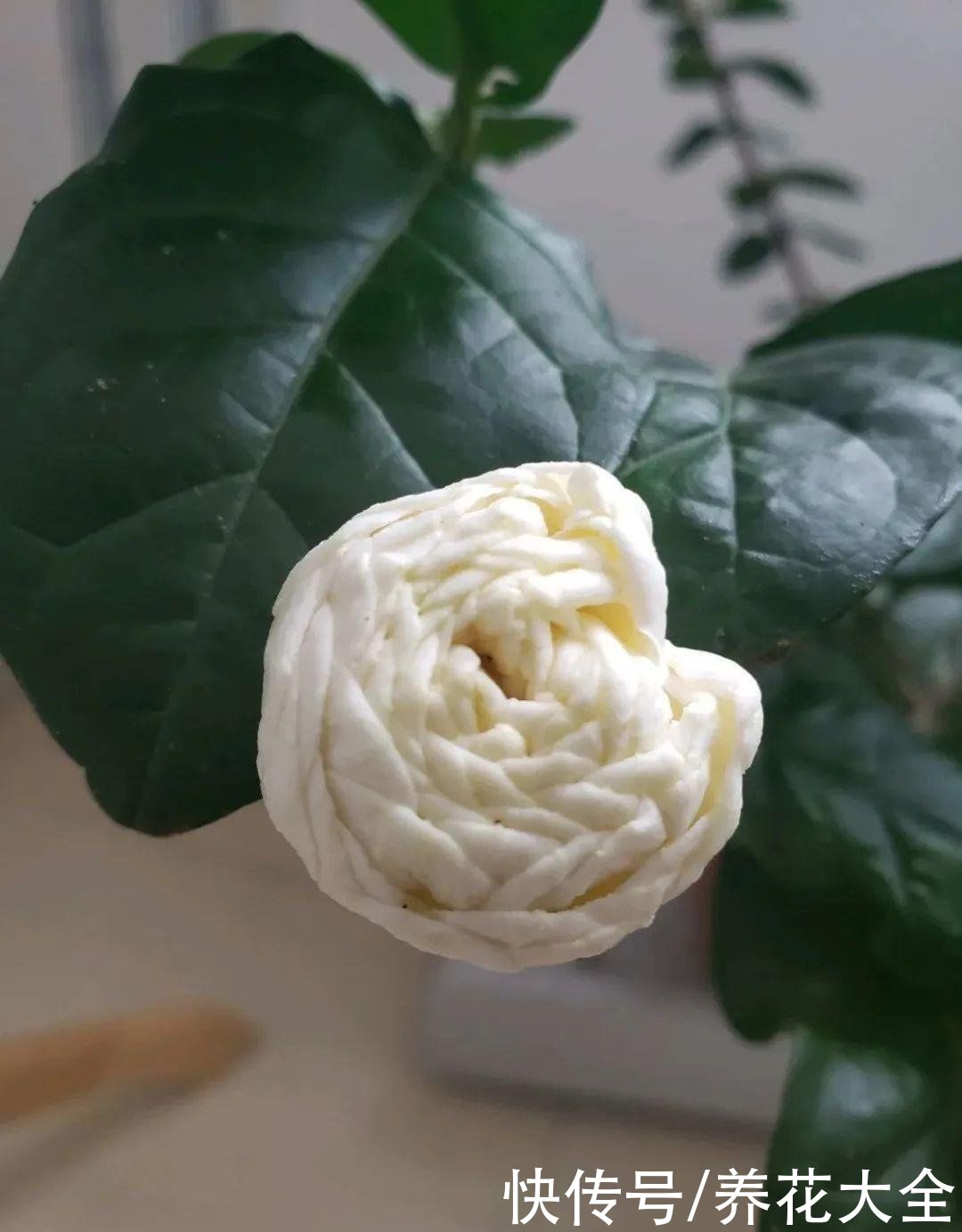 茉莉花品种繁多，每一个都香气浓郁，开花繁多