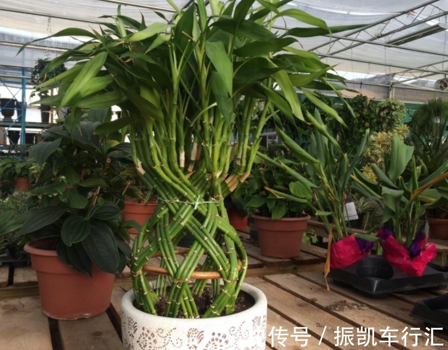 植物|室内养花,弄错这3件事,植物长不好,主人爱生病