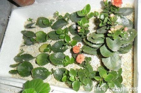 悄悄告诉你，此5种花，掐个叶就生根，懒人都能养开花！